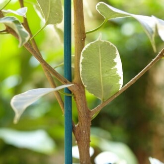 Bambusová laminovaná tyč SPLIT 60cm 25ks/bl