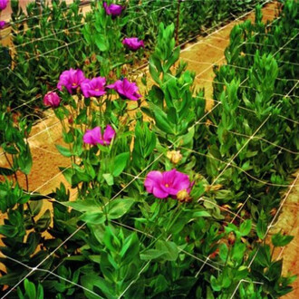 Sieť podporná oko 15x15cm Zelená 1,2x5m