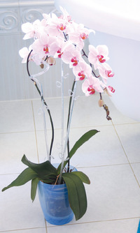 kvetinova-podpera-na-orchideu-coubi-55cm-1